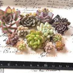 カット苗セット⑤ つぶつぶ屋さん お静 ひよこ おらいさん ミックス