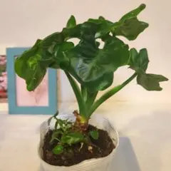 ぴょんぴょん様 リクエスト 2点 まとめ商品