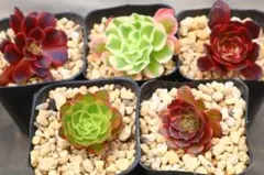 アエオニウム5品種セット「TreeRose &小人の祭り&仙墨&万華鏡&ブロンズ