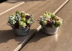 そのまま飾れる♢ミニ多肉寄せ植え♢2個セット - メルカリ