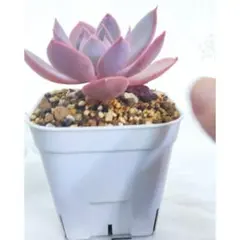 kei様 リクエスト 2点 まとめ商品