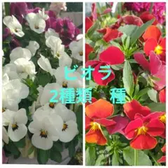 ランランラン様 リクエスト 2点 まとめ商品