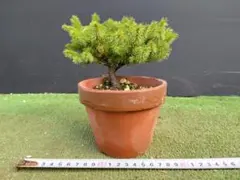 【鉢ごと/翌日発/沖縄離島不可】蝦夷松　エゾマツ 盆栽　４号鉢　②のサムネイル