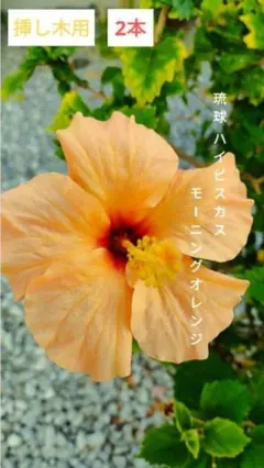 ハイビスカス☆挿し木用☆ モーニングオレンジ イエロー 2本のサムネイル