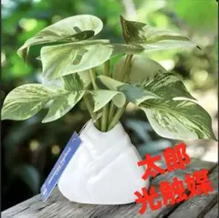 テルテル様 リクエスト 3点 まとめ商品