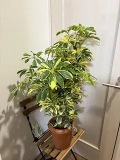 【美株】シェフレラ・ソフィア 斑入り 古木仕立て 観葉植物① 美株】シェフレラ・ソフィア 斑入り 古木仕立て 観葉植物① - メルカリ