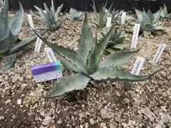 アガベ ホリダ 極上株 極上強刺 Agave horrida 球状株 - メルカリ