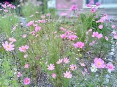 来夢様 リクエスト 3点 まとめ商品