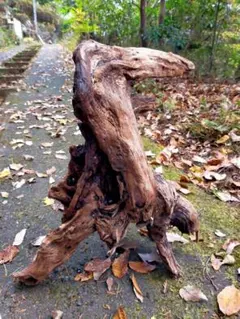 Item thumbnail for item b0c0823b-26f8-4749-b453-eff8b03270e5