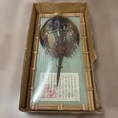 2026年最新】カブトガニ標本の人気アイテム - メルカリ