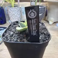 2026年最新】オリザバ アガベの人気アイテム - メルカリ