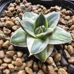 2026年最新】アガベピンキーの人気アイテム - メルカリ