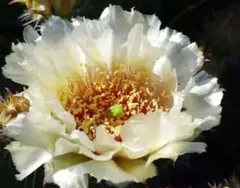 輸入苗 opuntia Ebomelacantha オプンチア サボテン | Mercari