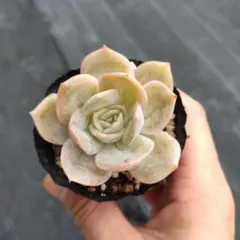 2025年最新】ブルーサプライズ 多肉の人気アイテム - メルカリ