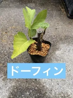 【10】イチジク　ドーフィン　挿し木苗　無農薬　根鉢ありのサムネイル