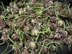 ビル　野蒜　山菜　ノビルのムカゴ50個以上のサムネイル
