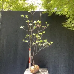 ツツジ ヤシオツツジ 苗木 植木 庭木 白花 ゴヨウツツジ NO3 - メルカリ