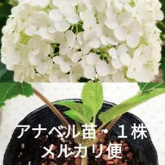 ミミ♡プロフ必読♡カテゴリ変更⭕️様 リクエスト 2点 まとめ商品