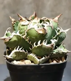lize産 アガベ チタノタ 皇冠OC子株 【発根済み】② アガベ・チタノタ 皇冠(台湾Lize産)-006｜agave titanota Crown |