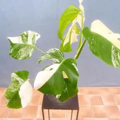 KC-T】モンステラ 斑入り ボルシギアナ 高さ 114cm 鉢植え - メルカリ