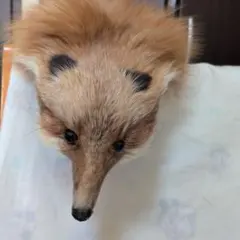 リアルファー フォックス マフラー 襟巻き
