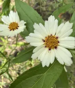 2025年最新】コレオプシスの人気アイテム - メルカリ