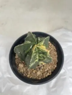 サボテン　アストロフィツム　ランポー玉錦　実根苗