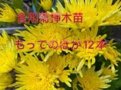 山形県産　食用菊挿木苗　もってのほか　黄色12本のサムネイル