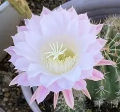 多肉植物 花サボテン 縁結びの神 抜き苗 1株限定 - メルカリ