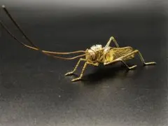 バッタ=飛蝗=飛蝗騰達=金メッキ、金運アップ 細工足動く、極美銅煎茶