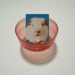 小動物の証明写真　モルモット