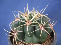 ギムノカリキウム モンビレイのサムネイル