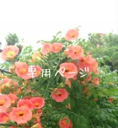 chibimaru3様 リクエスト 2点 まとめ商品