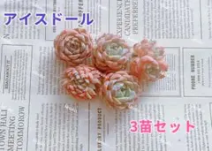 【レア品種】再値下げ☆アイスドール☆多肉植物3苗セット 土・根付き