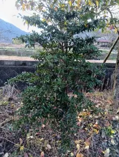エゴノキ ピンクチャイム 落葉樹 樹木 アオダモ 山取り レア シンボル 