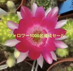 イースターカクタス レッドパープル 挿し穗 - メルカリ