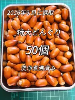 特大サイズ　どんぐり50個　洗浄煮沸済み