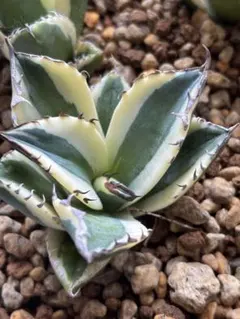 2025年最新】スナグルトゥースの人気アイテム - メルカリ