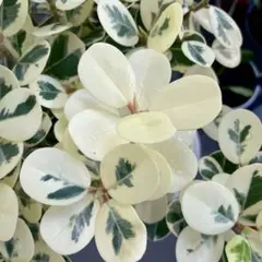 元祖⬛︎ 白 パンダ ガジュマル ⬛︎挿し木専用 観葉植物 ガジュマル 8号 パンダ 朴仕立て テラニアス ロー