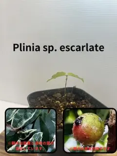 2026年最新】ジャボチカバの人気アイテム - メルカリ