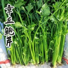 ララ様 リクエスト 2点 まとめ商品