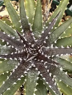 メルカリ便 ◯xyris sp red水上葉1株 水草 ADA 水槽 - メルカリ