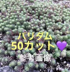 パリダム 50カット以上✨ カット苗 セダム 多肉植物