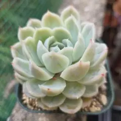 多肉植物 「デレッセーナ」抜き苗 - メルカリ