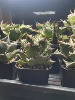 チタノタ ごり猫 鉢ごと発送 ゴリ猫 赤猫 地獄猫 オークションに変更しました