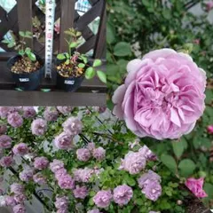 まるちゃんママ様 リクエスト 2点 まとめ商品