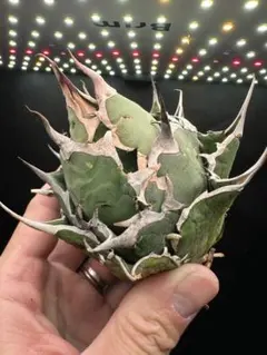 2025年最新】インフェルノ アガベの人気アイテム - メルカリ