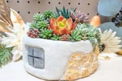 多肉屋ぼぉ〜様 リクエスト 2点 まとめ商品