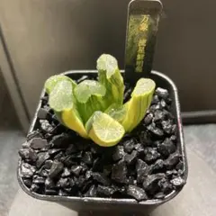 2025年最新】ハオルチア 万象 糊斑の人気アイテム - メルカリ