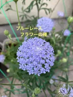 花の種　ブルーレースフラワーの種 40粒のサムネイル